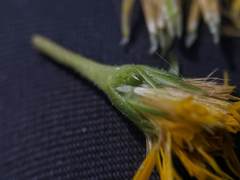 Pityopsis oligantha