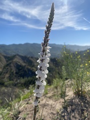 Sairocarpus coulterianus