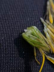 Pityopsis oligantha