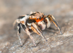 Habronattus ballatoris
