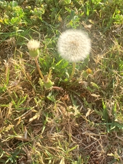 Taraxacum