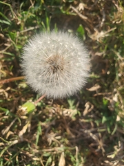 Taraxacum