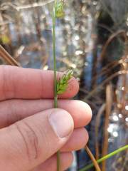 Carex turgescens