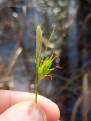 Carex turgescens