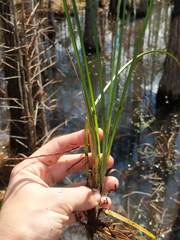 Carex turgescens