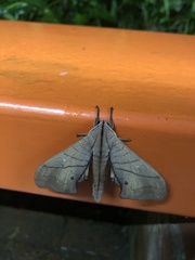 Marumba cristata bukaiana