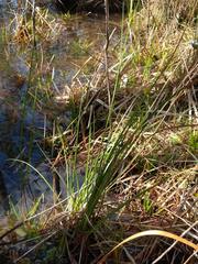 Carex turgescens