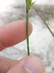 Carex turgescens