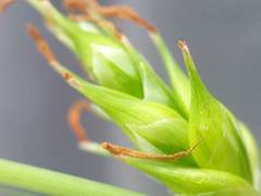 Carex turgescens