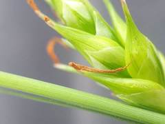 Carex turgescens