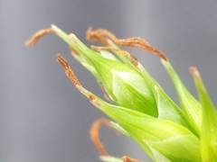 Carex turgescens