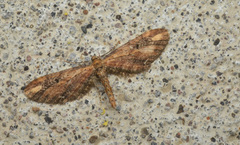 Eupithecia subapicata