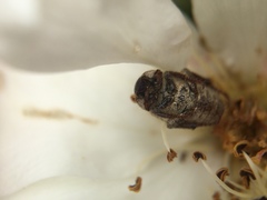 Hoplia