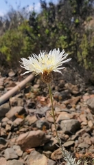 Plectocephalus chilensis