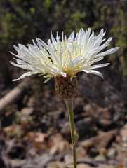 Plectocephalus chilensis