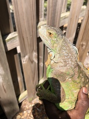 Iguana iguana iguana image