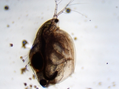 Simocephalus exspinosus