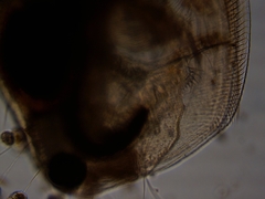 Simocephalus exspinosus