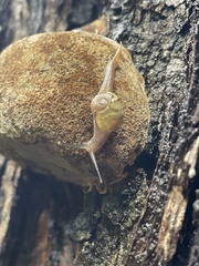 Helicarion mastersi