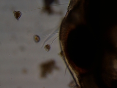 Simocephalus exspinosus