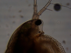 Simocephalus exspinosus