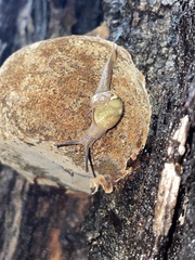 Helicarion mastersi