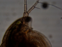 Simocephalus exspinosus