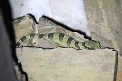 Cyrtodactylus lekaguli