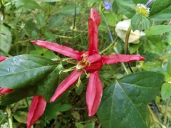 Passiflora aurantia aurantia
