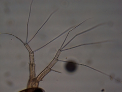 Simocephalus exspinosus