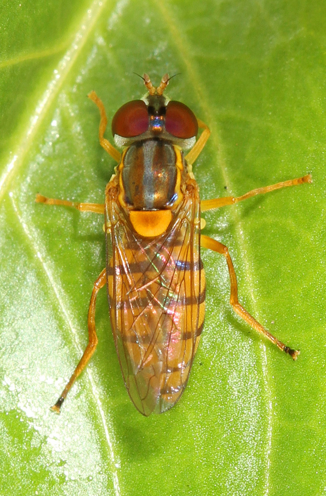 Orange-backed Calligrapher