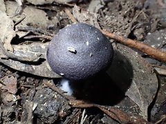 Entoloma panniculus