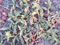 Persicaria prostrata