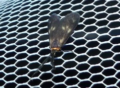 Pollanisus trimacula