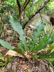Anthurium crenatum