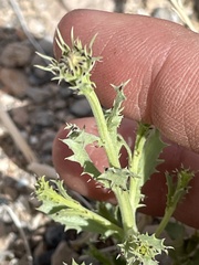 Adenophyllum cooperi