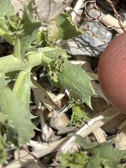 Adenophyllum cooperi