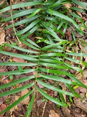 Zamia pumila