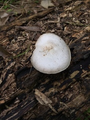 Pluteus americanus
