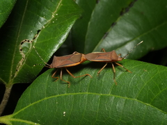 Anasa varicornis