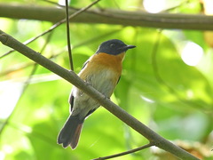 Cyornis rufigastra