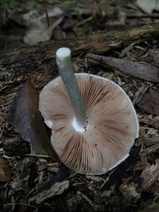 Pluteus americanus