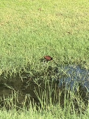 Jacana spinosa