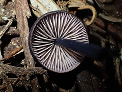 Entoloma panniculus