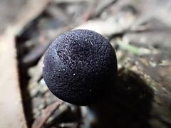 Entoloma panniculus