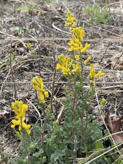 Corydalis halei