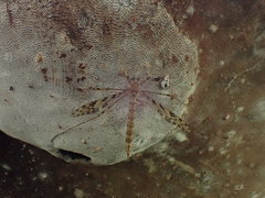 Austrolimnophila lambi