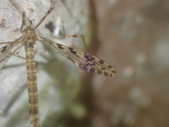Austrolimnophila lambi