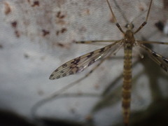 Austrolimnophila lambi