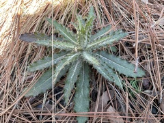 Cirsium repandum